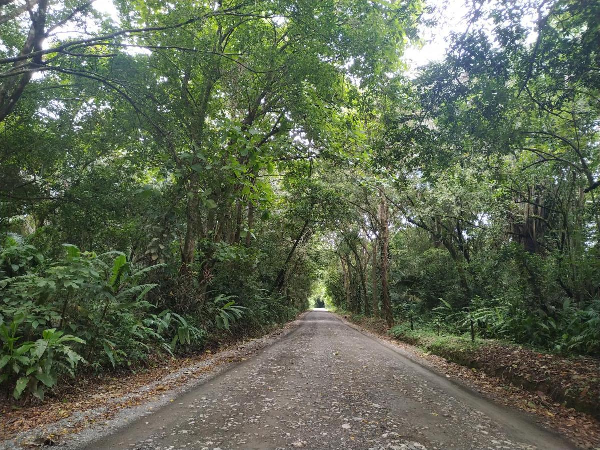 Four Monkeys Eco Lodge Jungle & Beach - The House Cabo Matapalo Ngoại thất bức ảnh