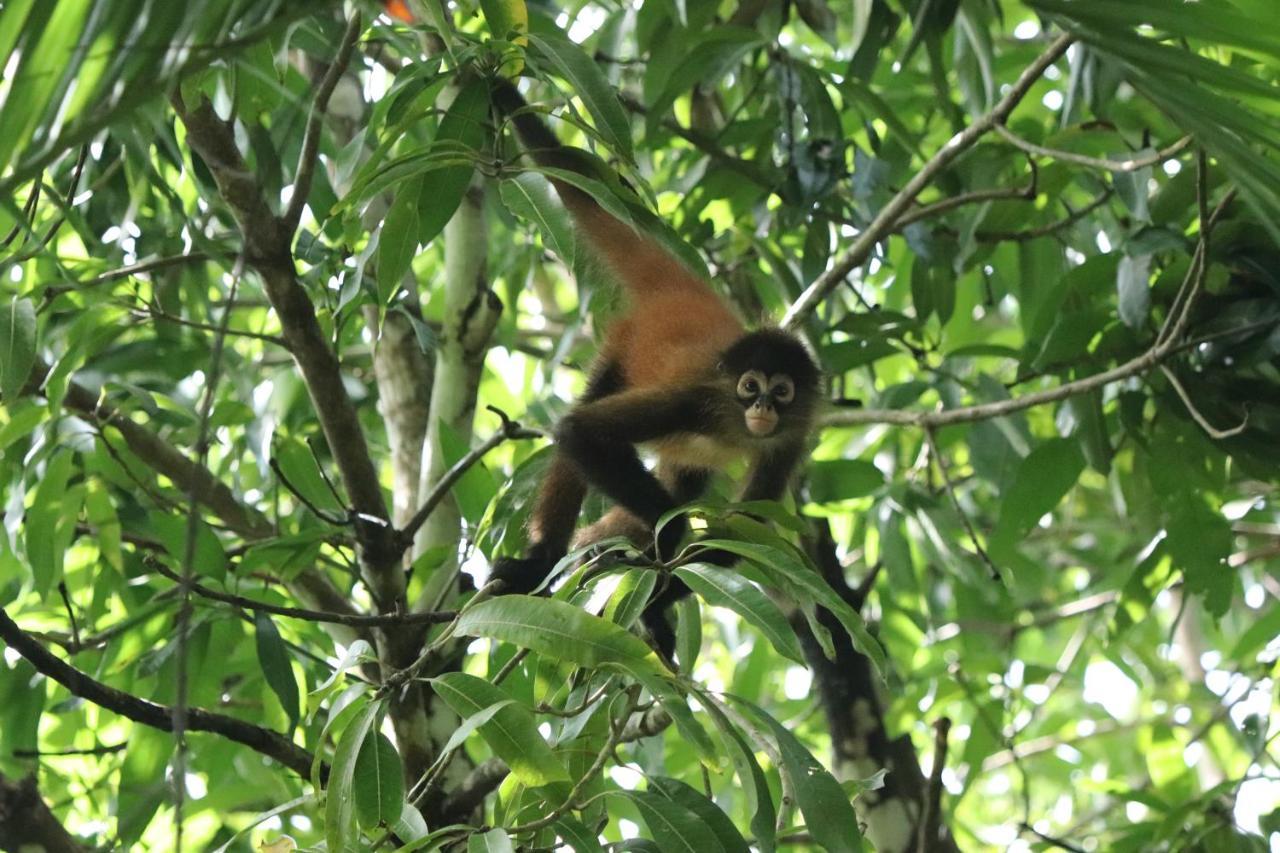 Four Monkeys Eco Lodge Jungle & Beach - The House Cabo Matapalo Ngoại thất bức ảnh
