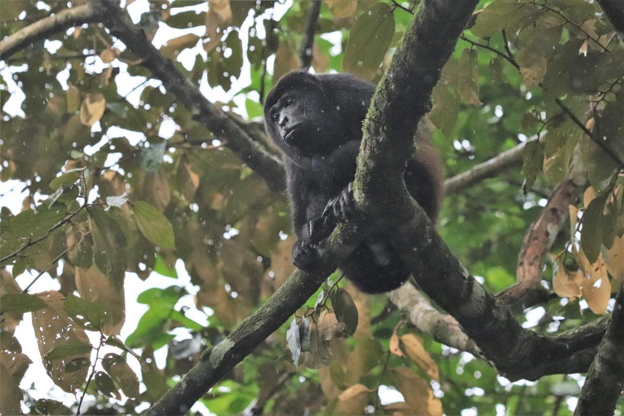 Four Monkeys Eco Lodge Jungle & Beach - The House Cabo Matapalo Ngoại thất bức ảnh