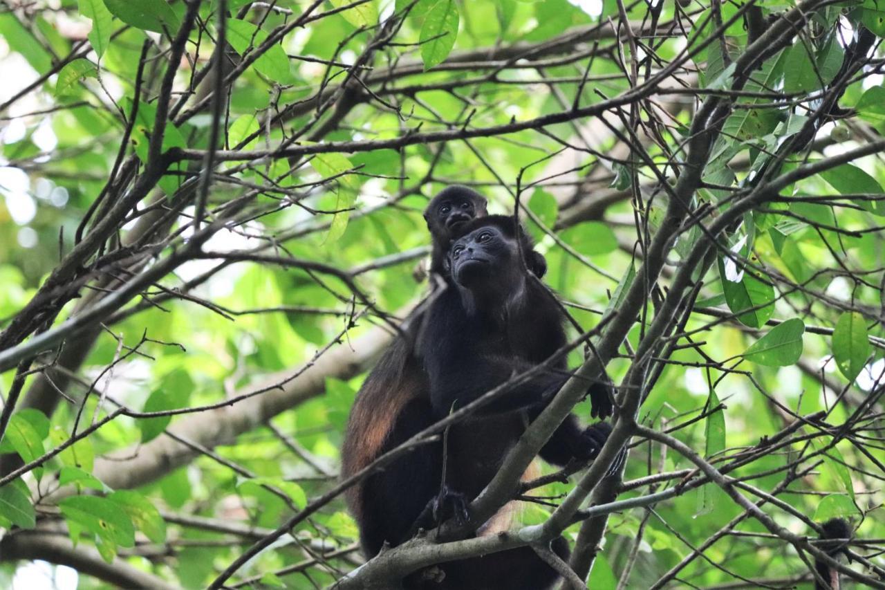Four Monkeys Eco Lodge Jungle & Beach - The House Cabo Matapalo Ngoại thất bức ảnh
