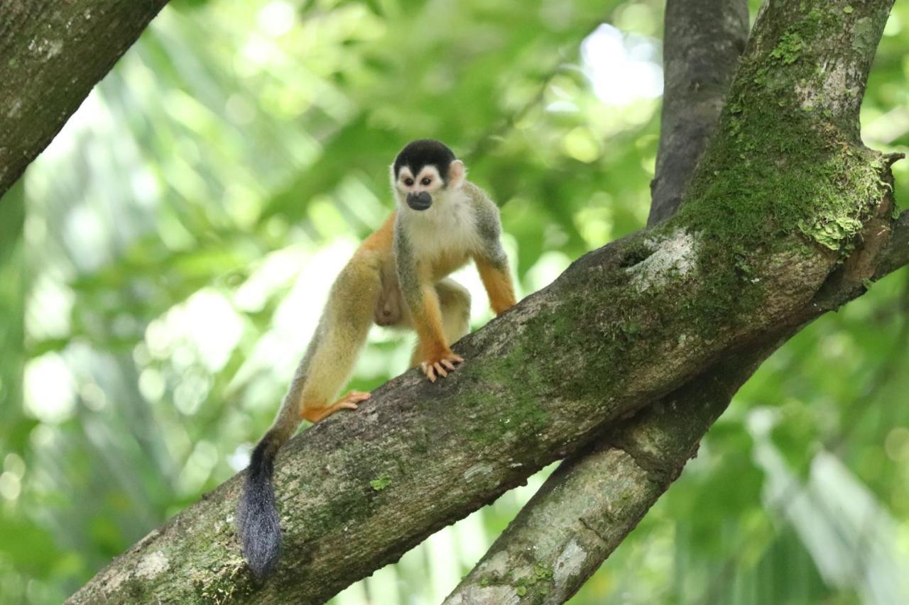 Four Monkeys Eco Lodge Jungle & Beach - The House Cabo Matapalo Ngoại thất bức ảnh